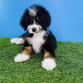 2nd Gen Standard Bernedoodle