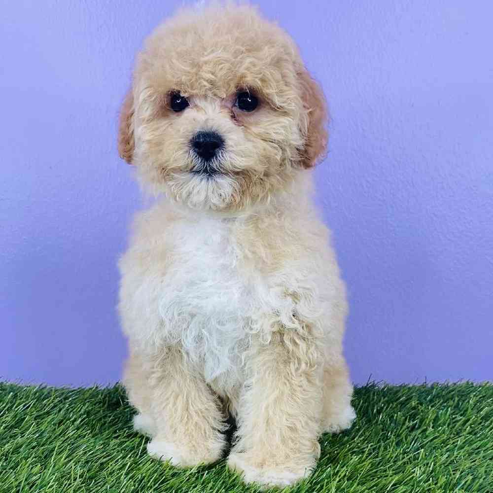 Female Cavapoo Puppy for sale