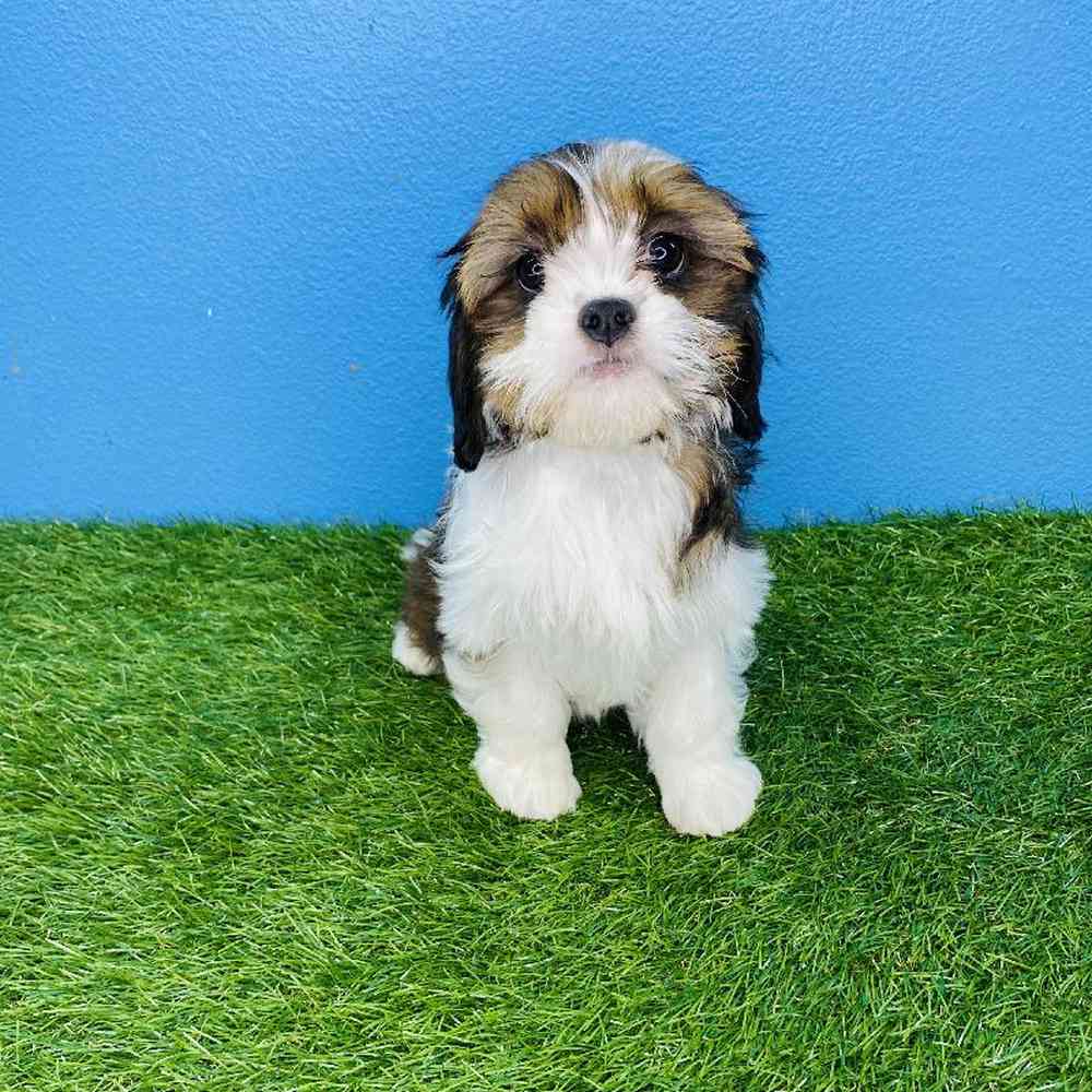 carousel pet images
