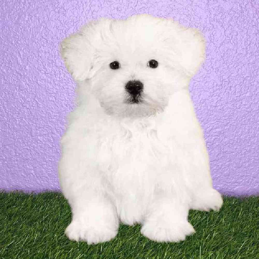 Male Maltese Puppy for sale