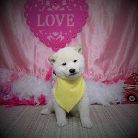 Shiba Inu