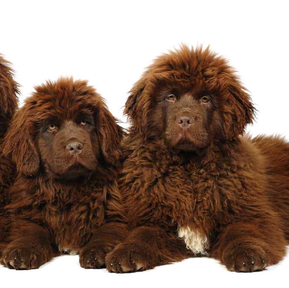 Newfoundland guard hot sale dog
