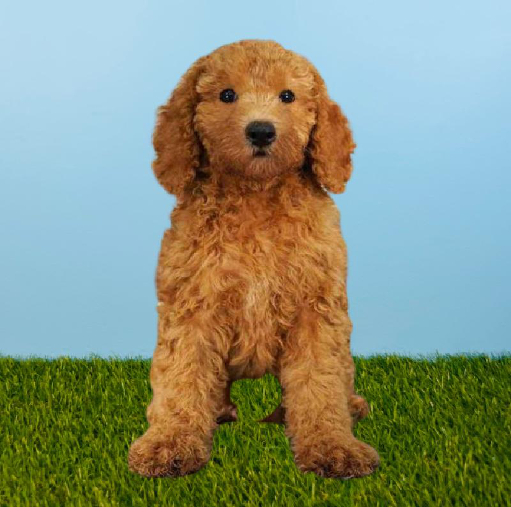 Female Poodle Puppy for sale