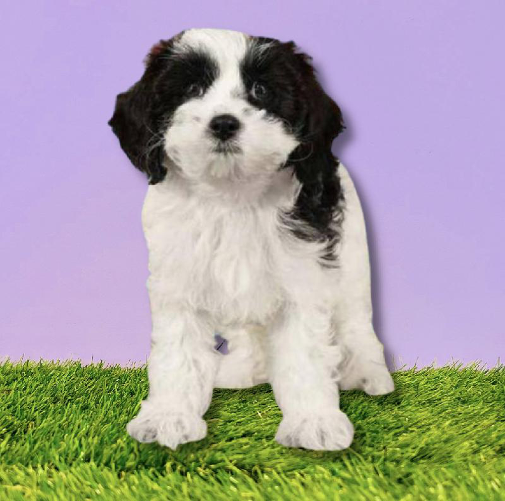 Female Cavapoo Puppy for sale