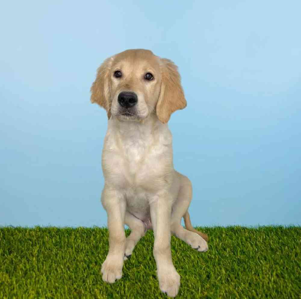 Male Golden Retriever Puppy for Sale in Meridian, ID