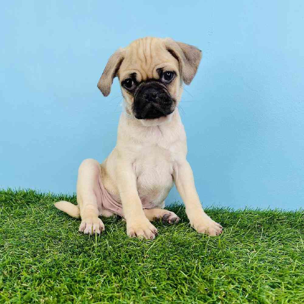 Male Pug Puppy for sale