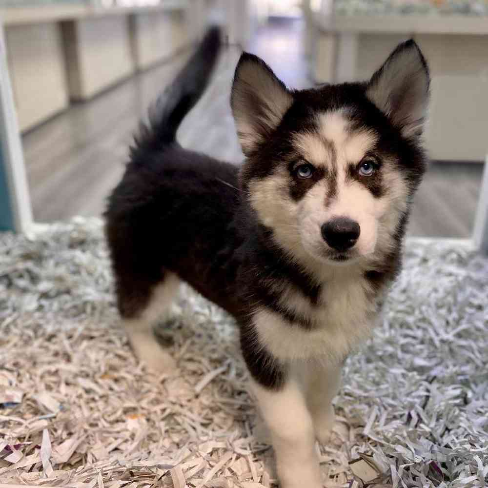 Female Siberian Husky Puppy for Sale in Meridian, ID