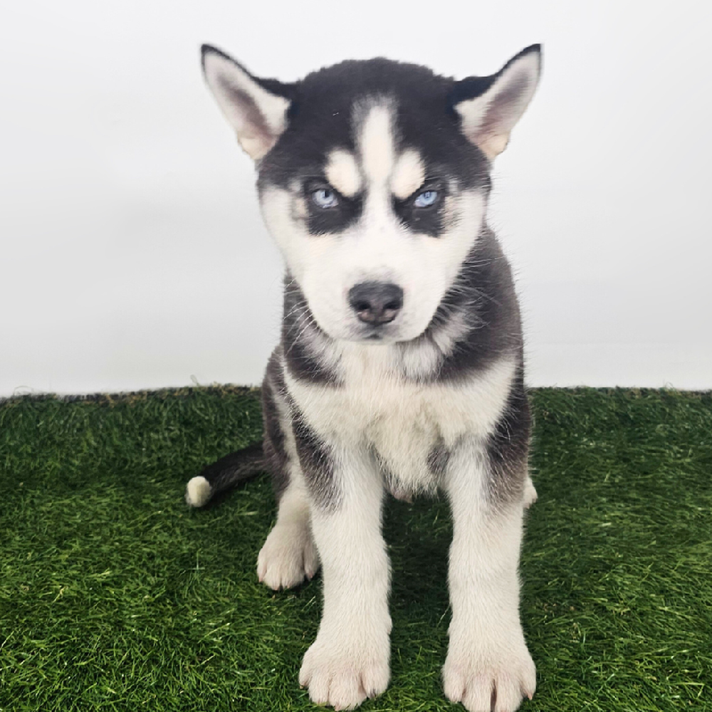 pet breed image