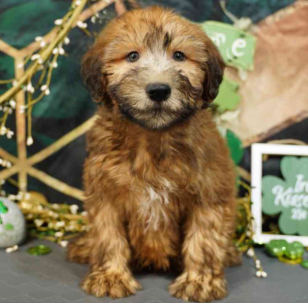 pet breed image