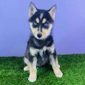 Pomsky