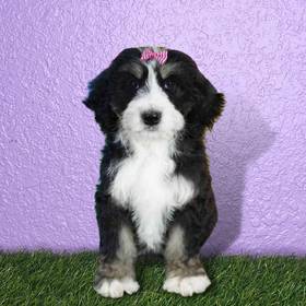 Bernedoodle