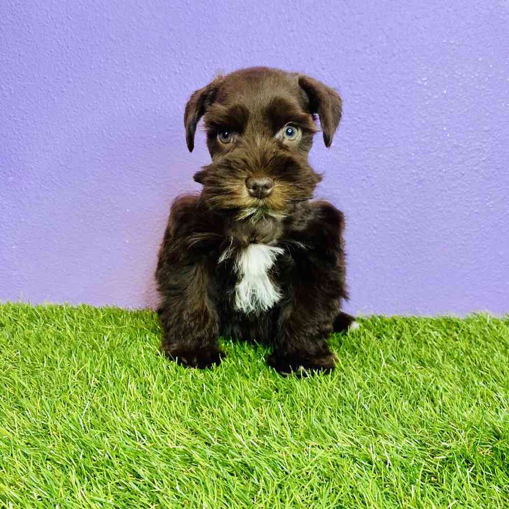 Male Mini Schnauzer Puppy for sale