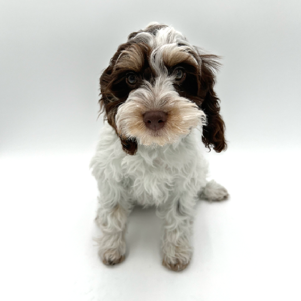 carousel pet images