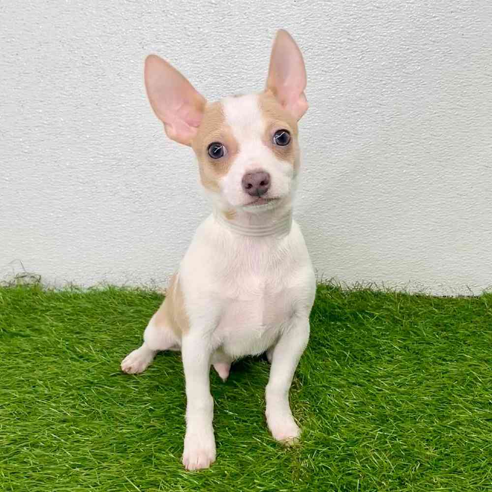 pet breed image