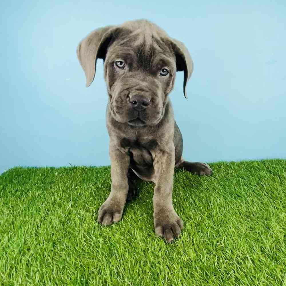 Male Cane Corso Puppy for sale