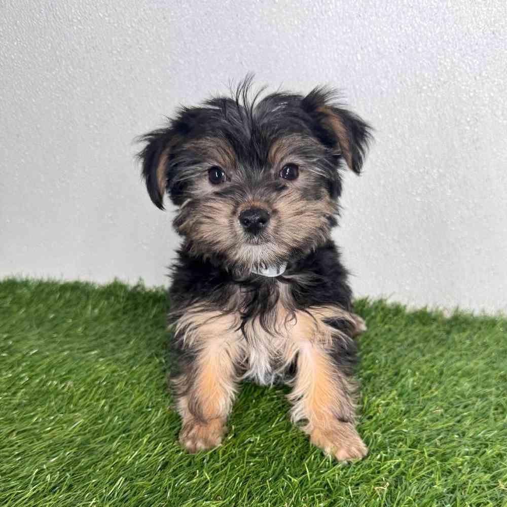 pet breed image