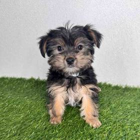 Yorkie