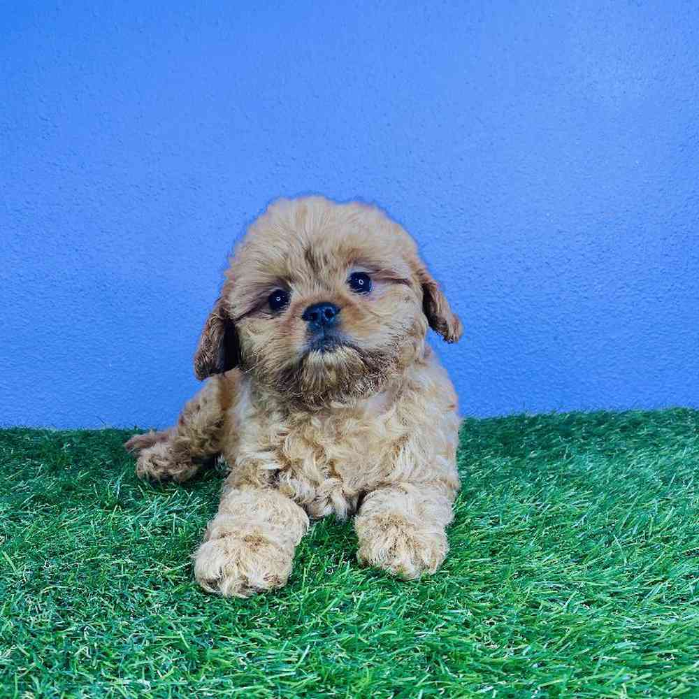 Male Poodle/English Toy Spaniel Puppy for sale