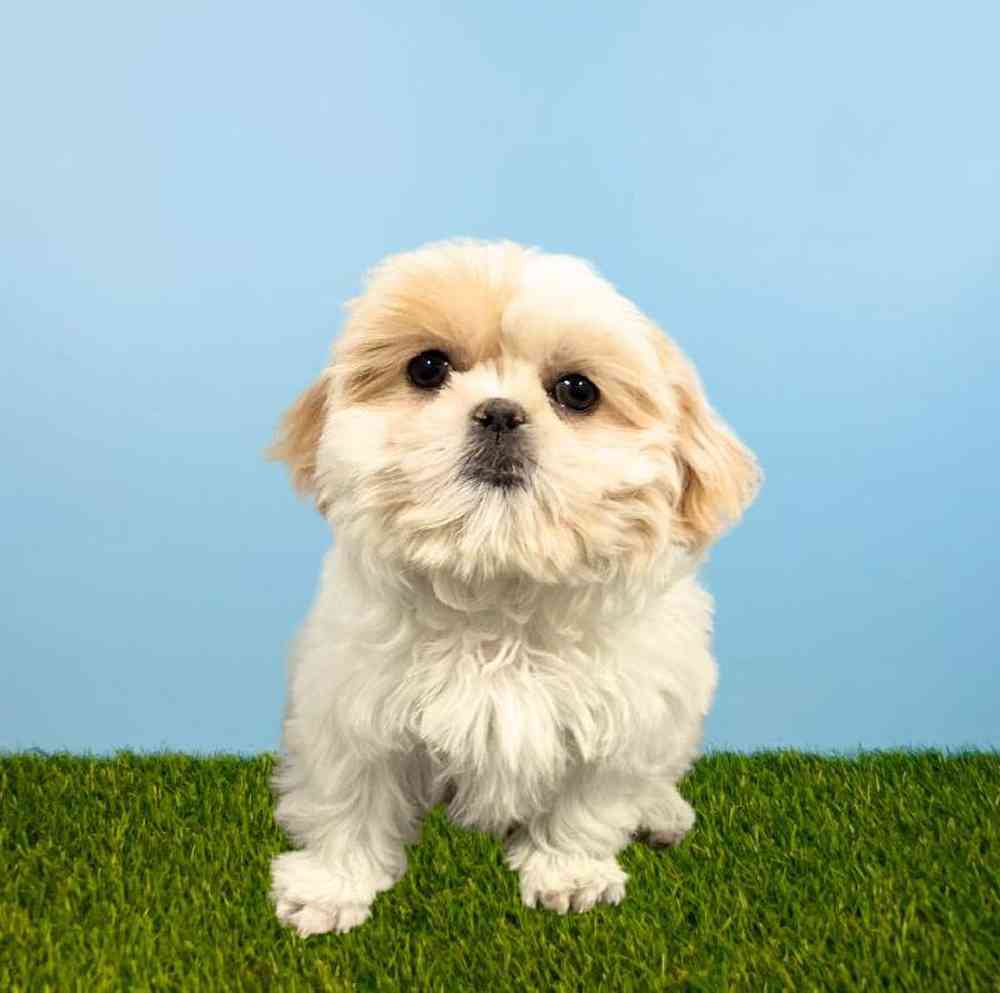 Female Shih Tzu Puppy for Sale in Meridian, ID