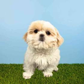Shih Tzu