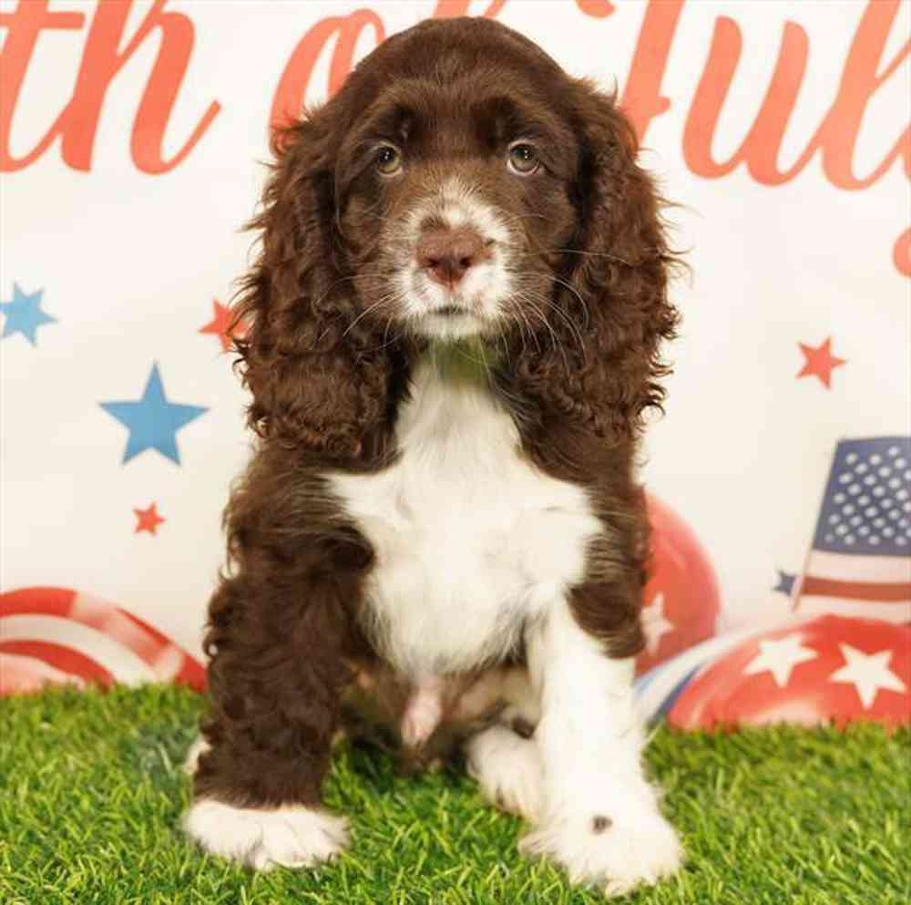 pet breed image