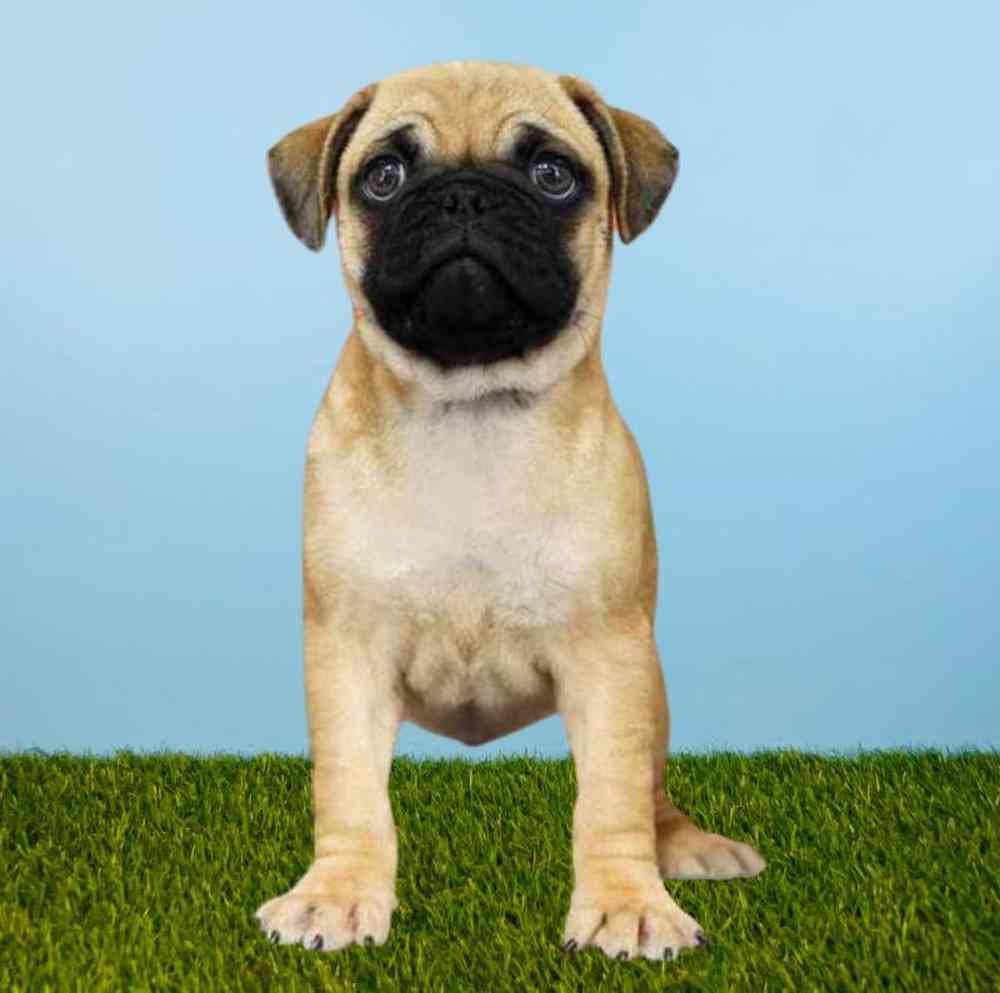 Female Pug Puppy for sale