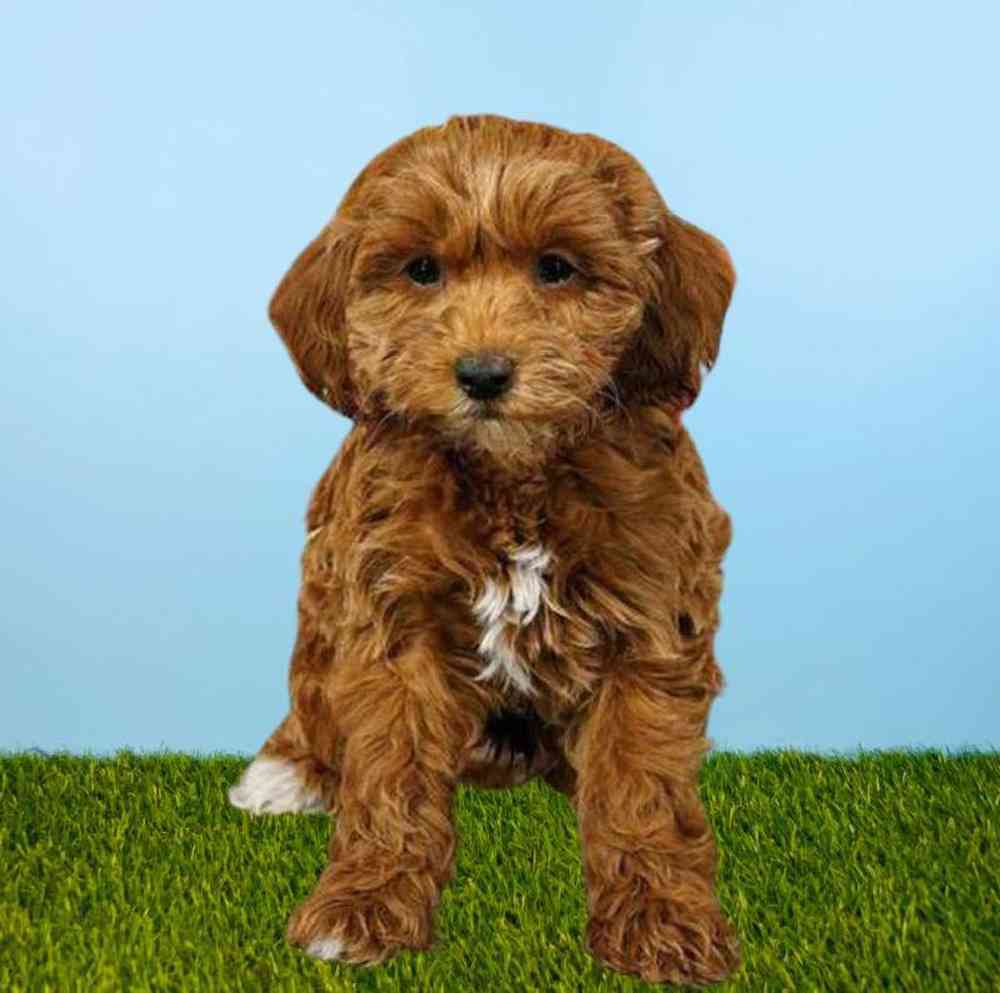 Male 2nd Gen Mini Goldendoodle Puppy for Sale in Meridian, ID