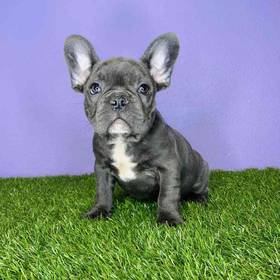 French Bulldog