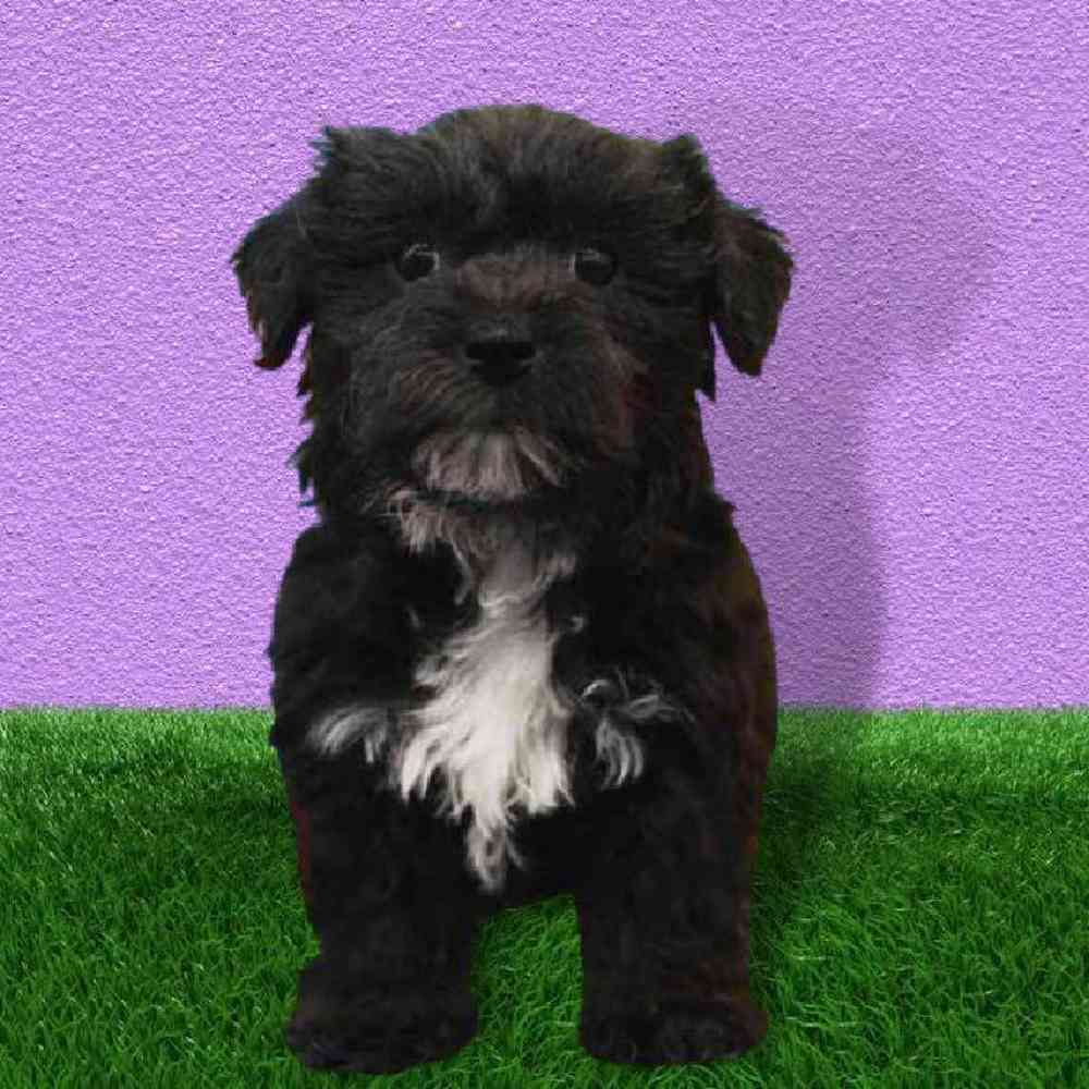 Male SilkChon Puppy for sale