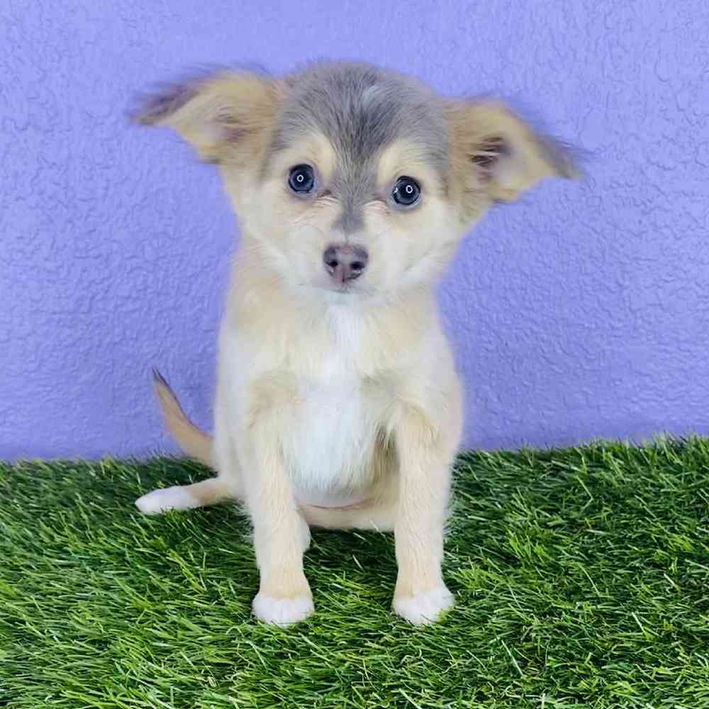 carousel pet images