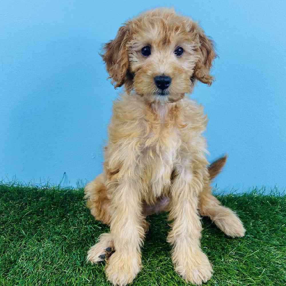 Female Mini Setter-Poo Puppy for sale
