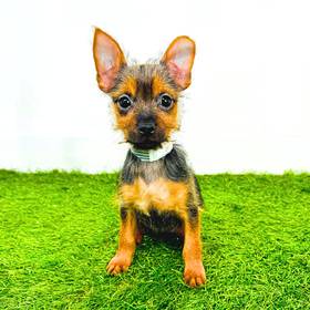 Silky Terrier