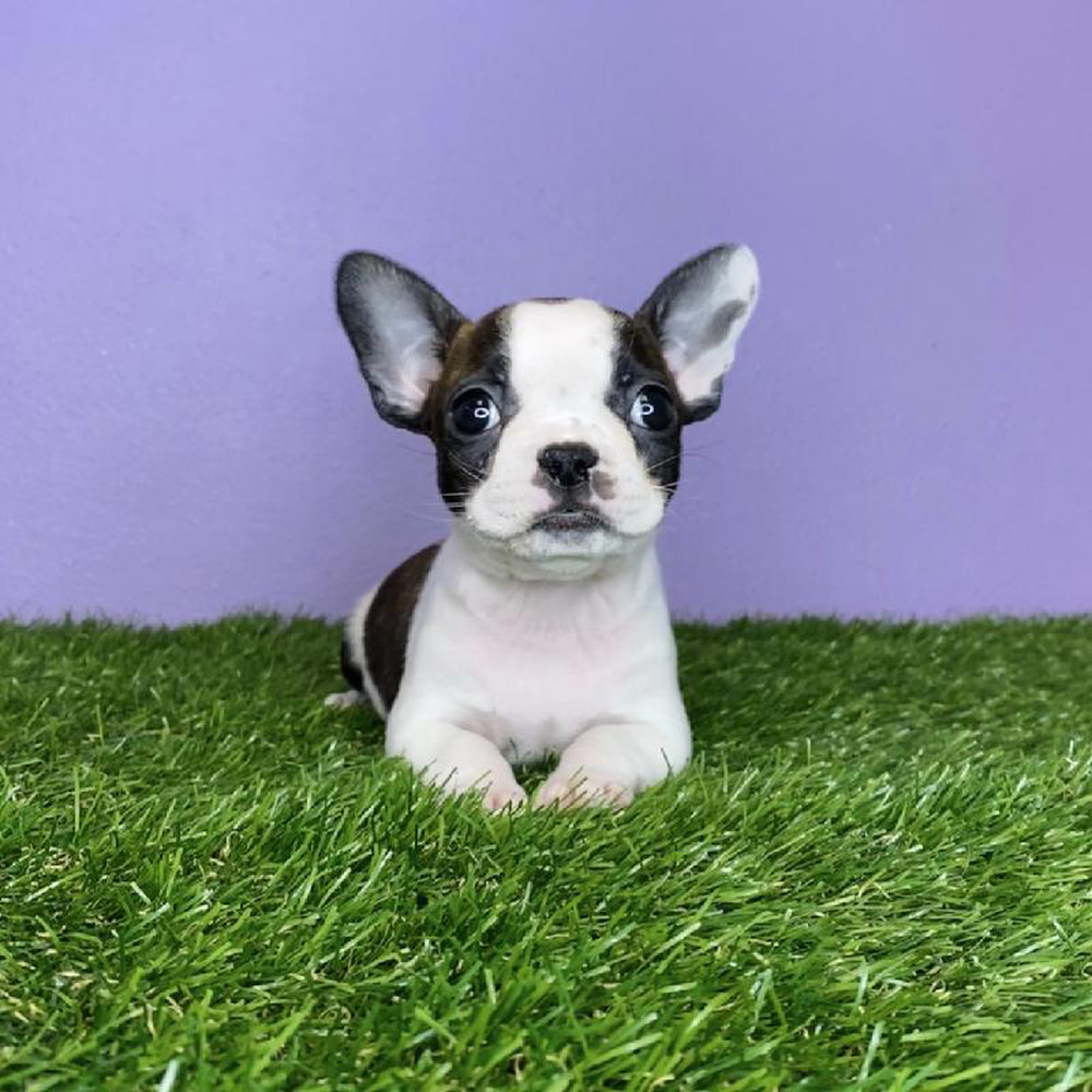 carousel pet images