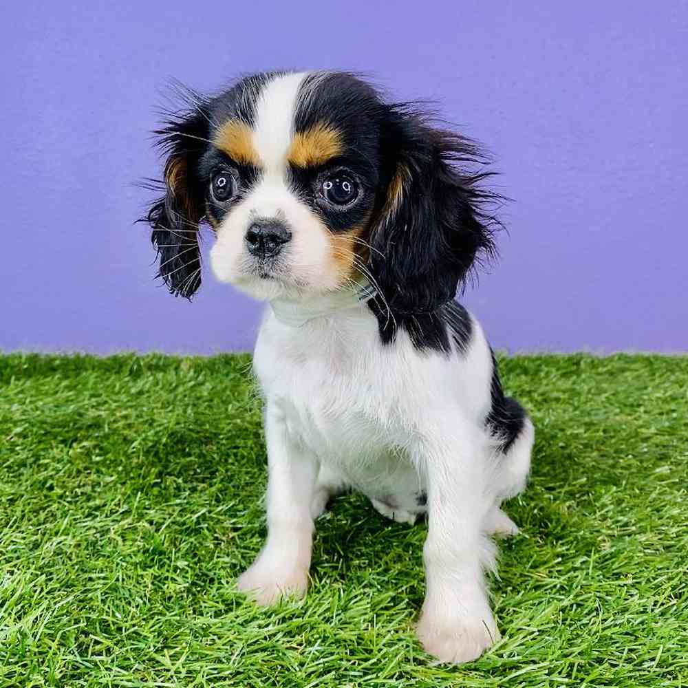 Female Cavalier King Charles Spaniel Puppy for sale