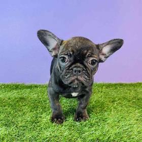 French Bulldog