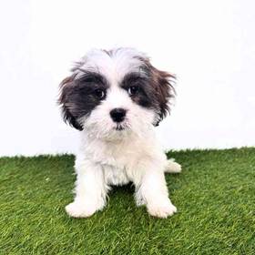 Lhasa Apso