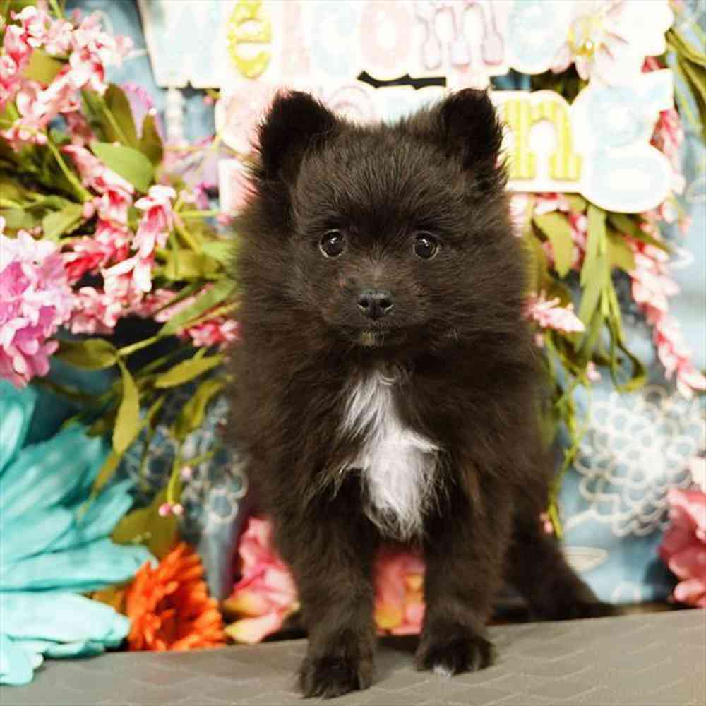 Pomeranian