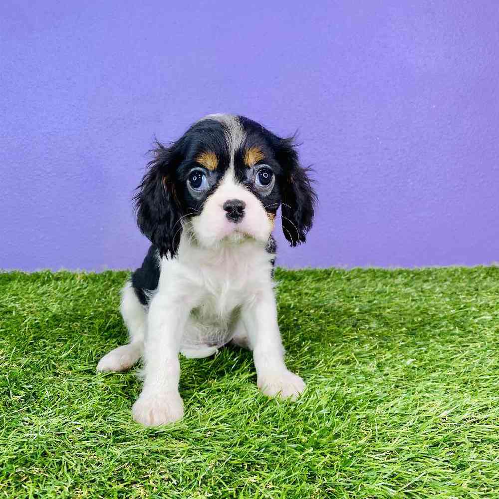 Male Cavalier King Charles Spaniel Puppy for sale