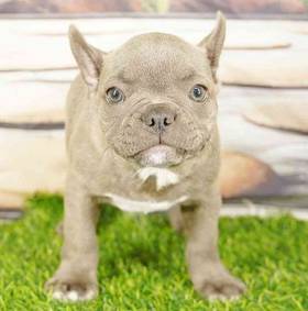 Frenchton