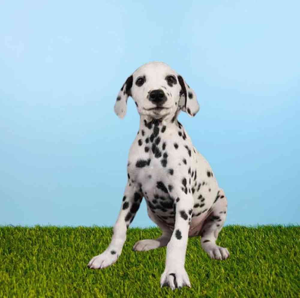 Dalmatian Puppies for Sale Meridian