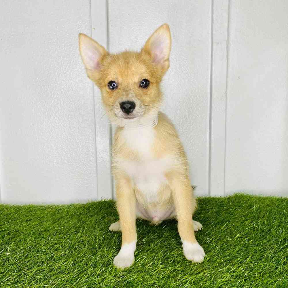 pet breed image