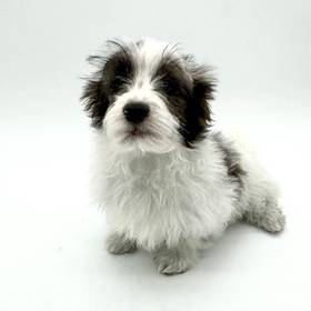 Havanese