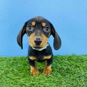 Dachshund