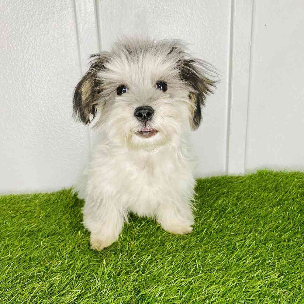 pet breed image