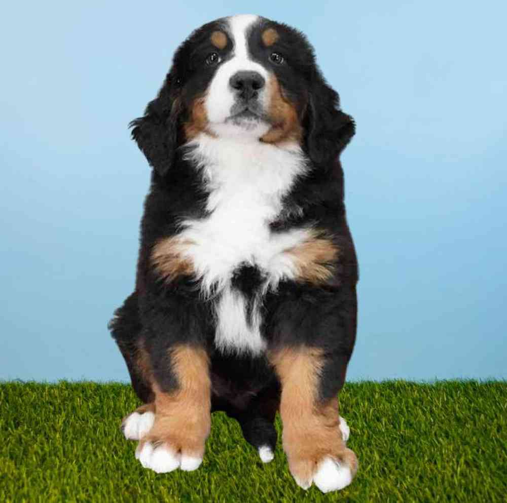 carousel pet images