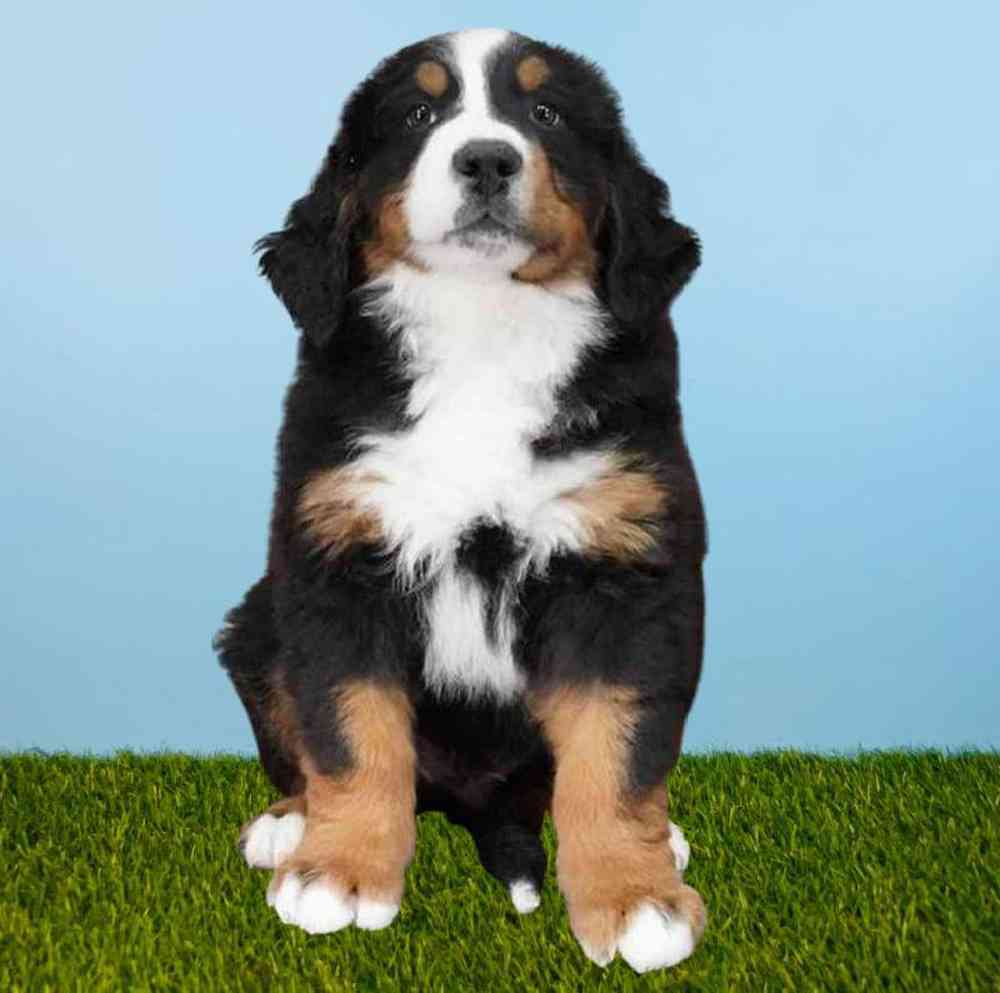 Male Bernese Mountain Dog Puppy for sale