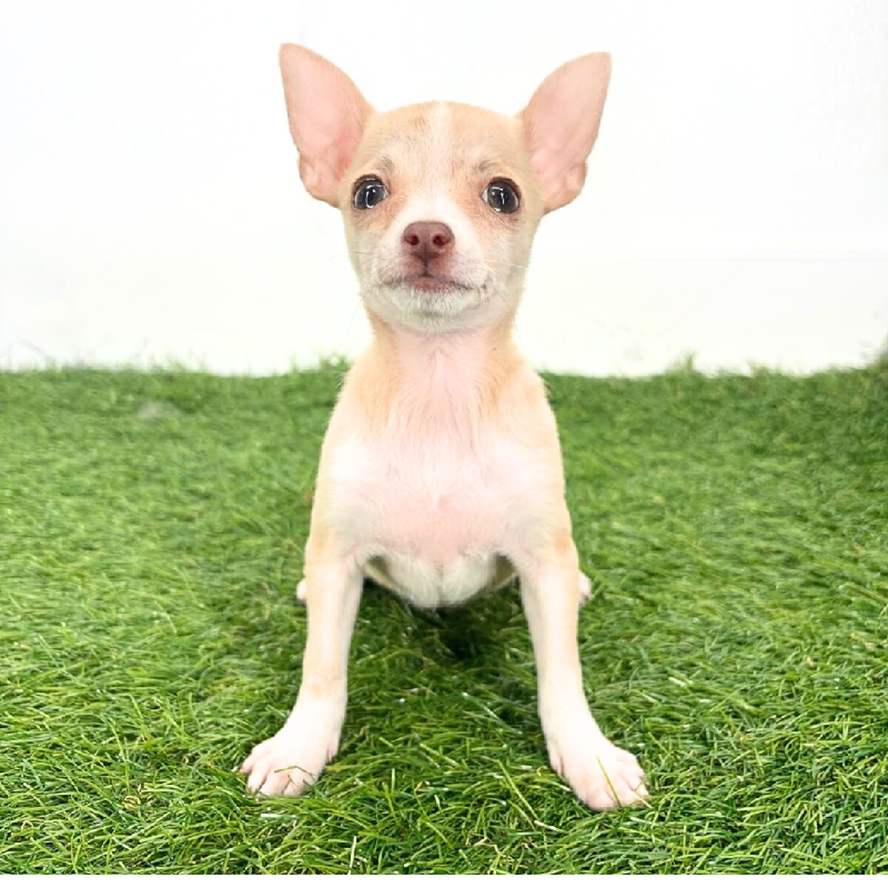 pet breed image