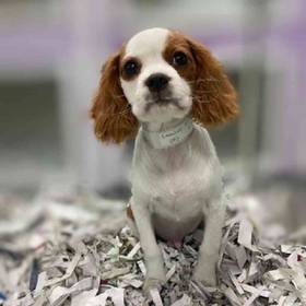 Cavalier King Charles Spaniel