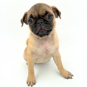 Pug
