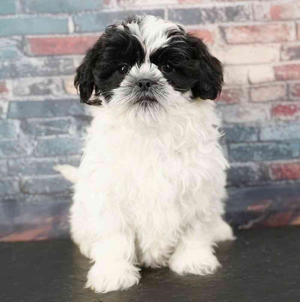 carousel pet images